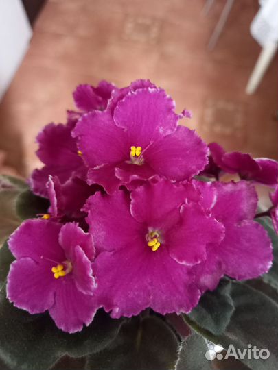 Фиалка цветущая