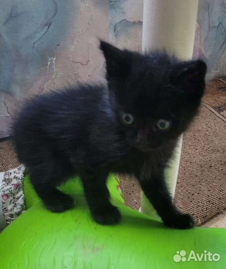 Котята мышеловы