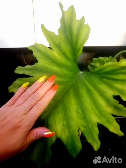 Комнатные разные