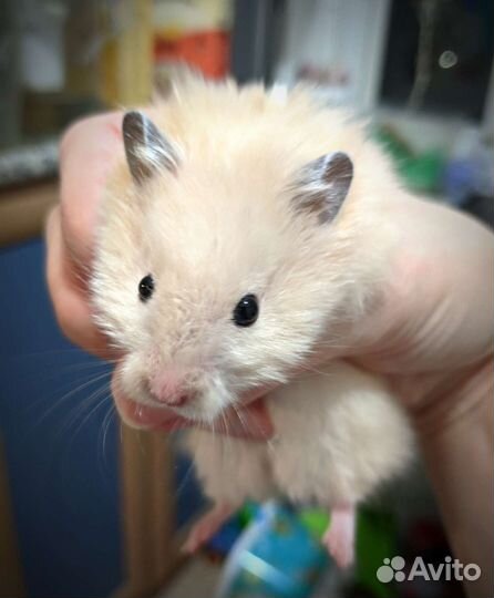 Вязка хомяк