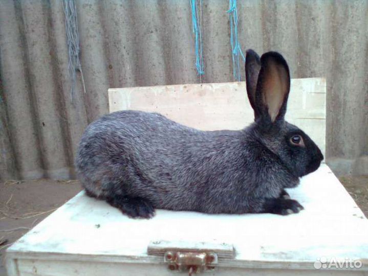 Крольчата три вида