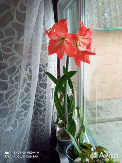 Гиппиаструм