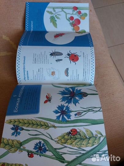 Живая природа за городом. Сказки дядюшки Римуса