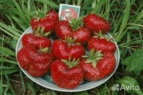 Рассада земляники