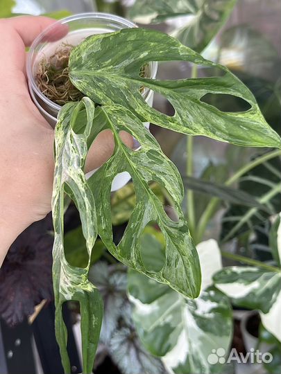 Монстера индо минт вариегатная