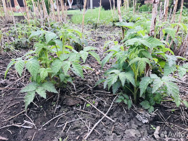 Саженцы малины садовой,кустами