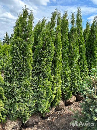 Туя смарагд 200-220 см