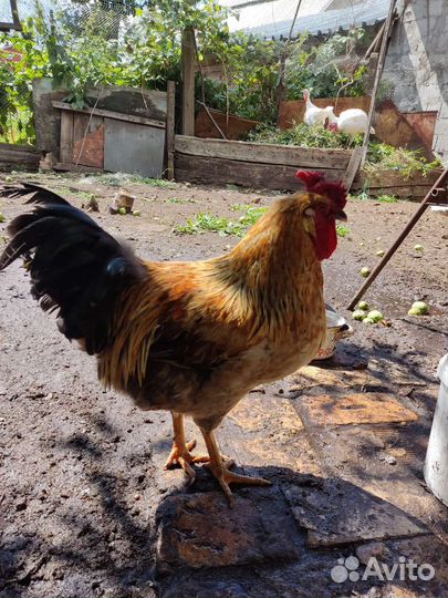 Куры петухи