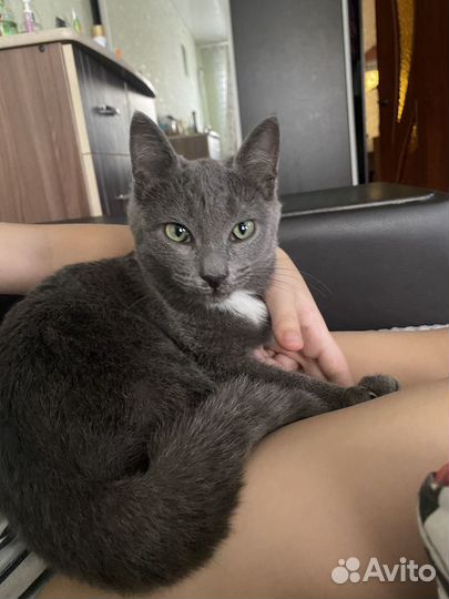 Отдам котика в добрые руки