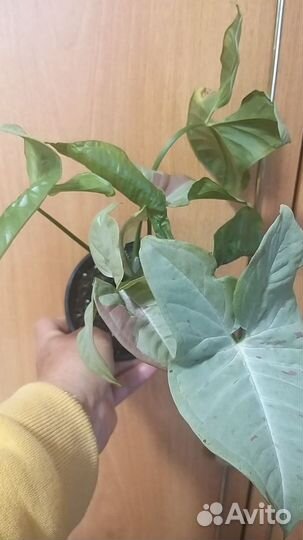 Комнатные цветы