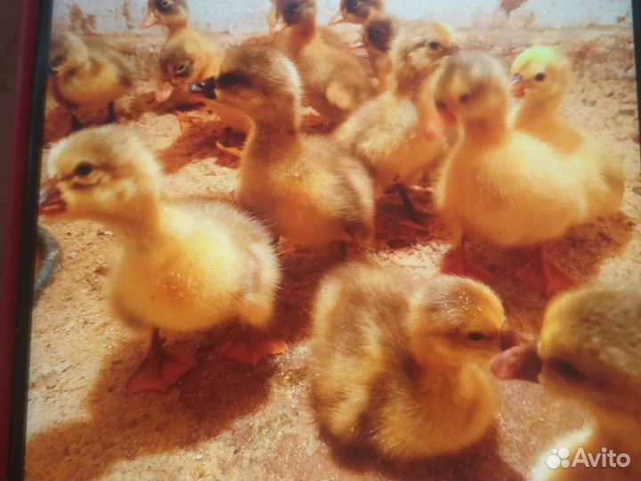 Гусята суточные