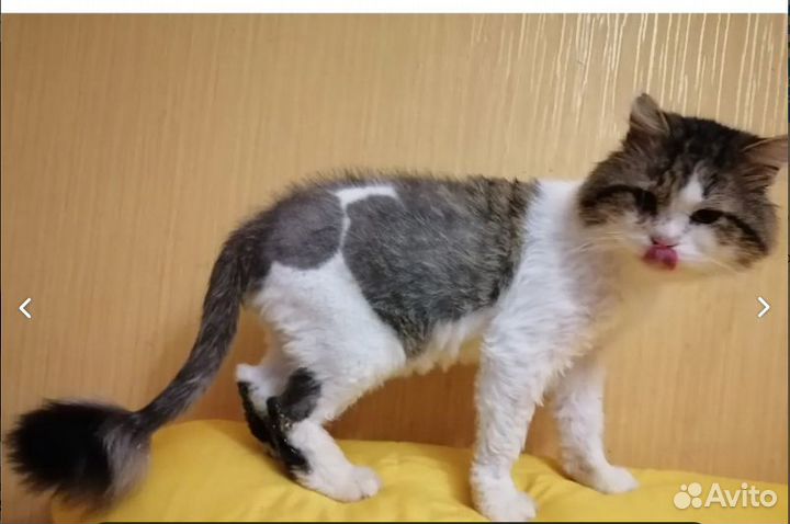 Спасенный кот в добрые руки