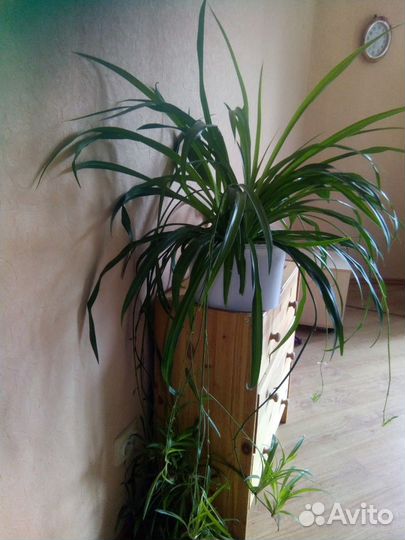 Хлорофитум