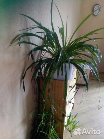 Хлорофитум