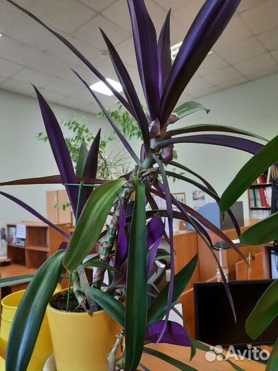 Комнатный цветок Рео или Моисей в корзинке