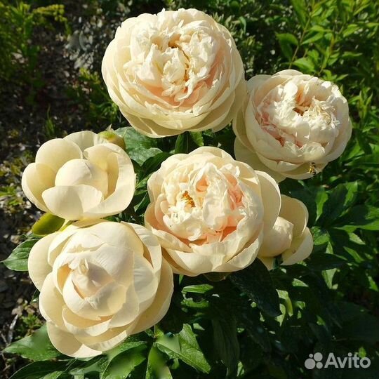 Пионы саженцы Пастелеганс