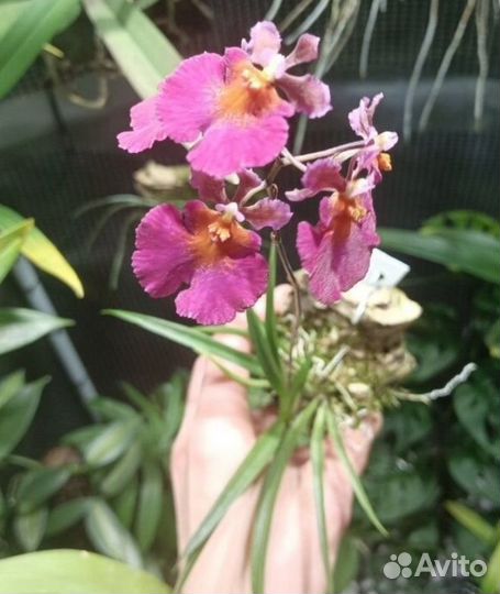 Орхидея Толумния Jairak Flyer Cules