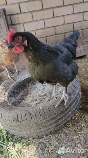 Маран, амераукан, араукан