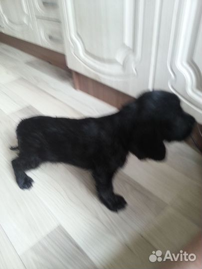 Щенки спаниеля