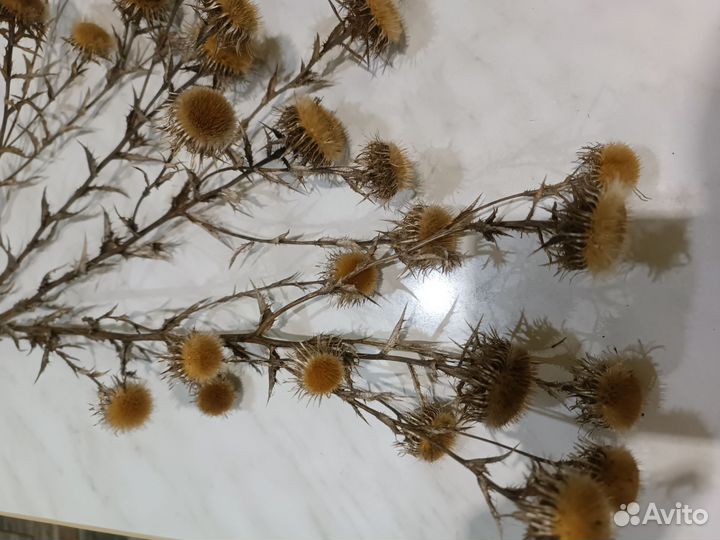 Чертополох, трава переполошная