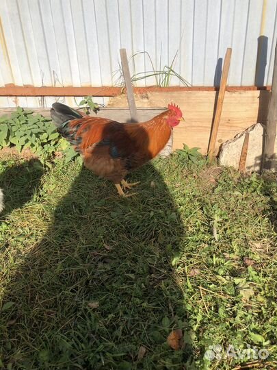 Молодые петухи