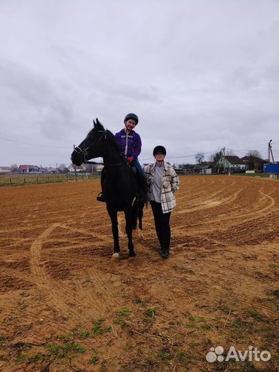 Предлагается в аренду лошадь