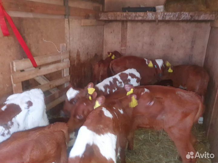 Телята бычки тёлки бесплатная доставка