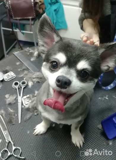 Стрижка собак и кошек. Груминг