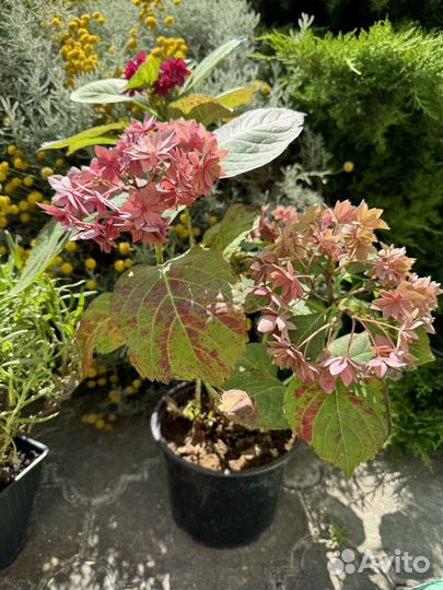 Гортензия тугезе роуз, метельчатая 2 шт