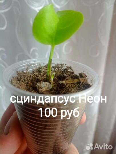 Сциндапсус Неон