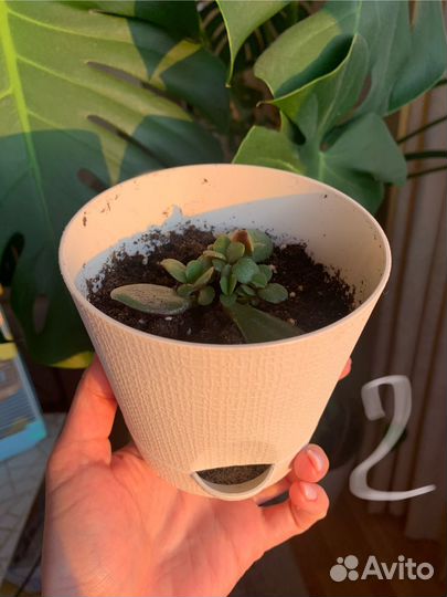 Гибискус, денежное дерево