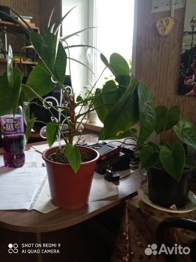 Бегония тигровая, антуриум