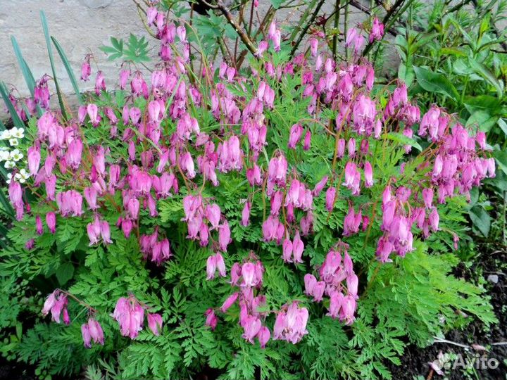 Спирея японская.Дицентра.Бадан.Астильба