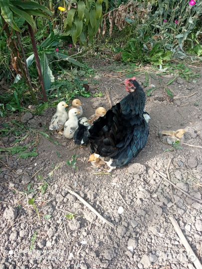 Карликовые куры бентамки