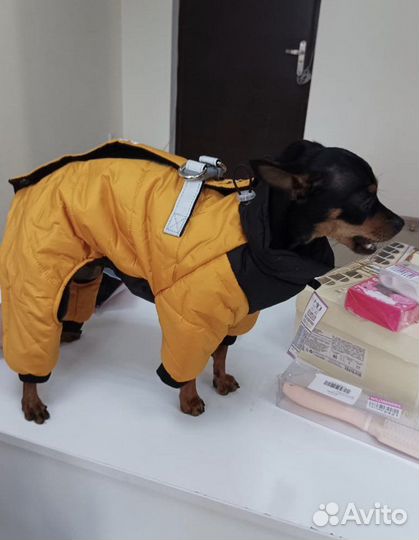 Новая Одежда комбинезон для собак