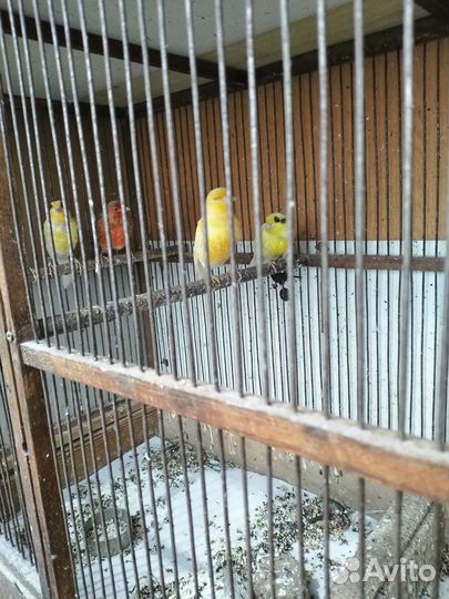 Канарейки, амадины японские, рисовки