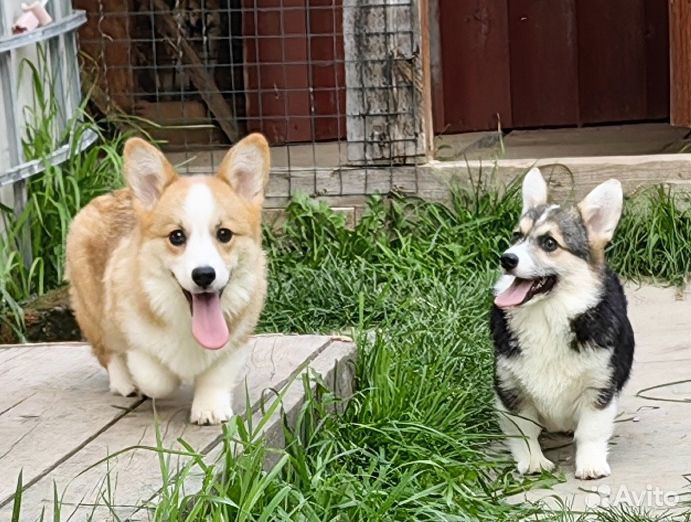 Вельш Корги Пемброк. Девочки. Москва