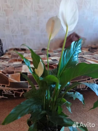 Спатифиллум