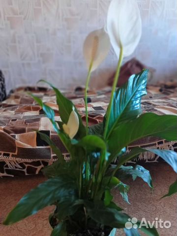 Спатифиллум