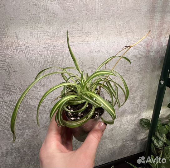 Хлорофитум вариегатный