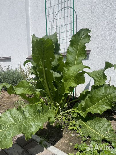 Листья хрена свежие