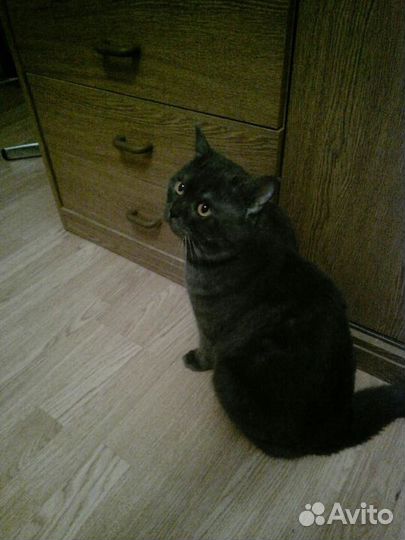 Вязка Британец