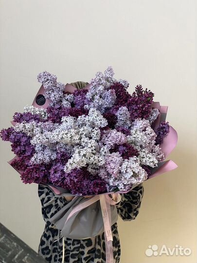 Сирень 21/31/51 Астрахань доставка