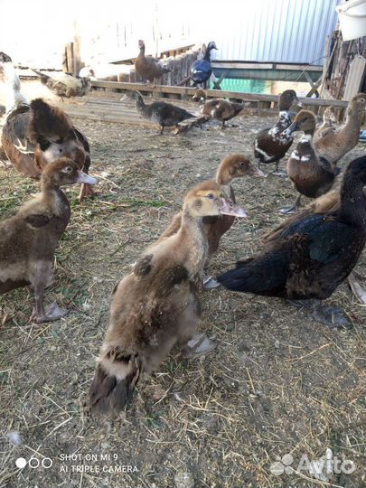 Продам индоуток