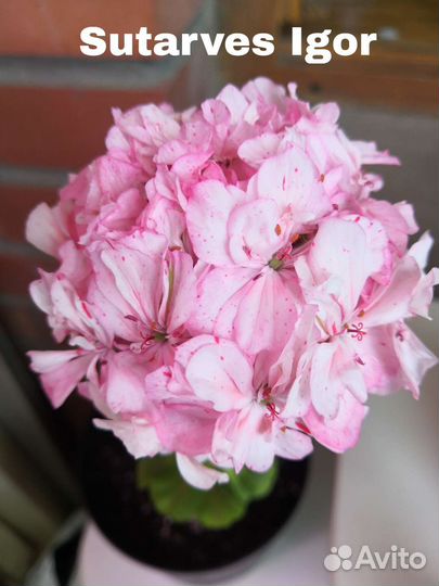 Пеларгония герань