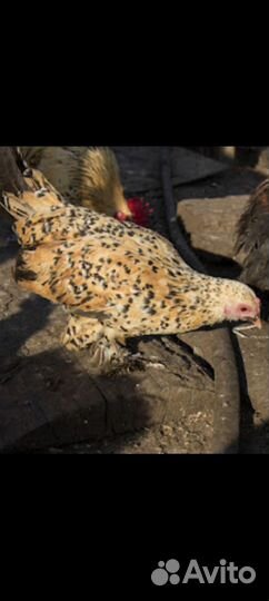 Инкубационное яйцо,Мильфлер