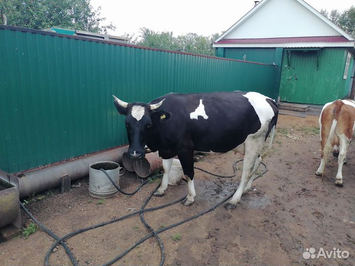 Коровы дойные молочные