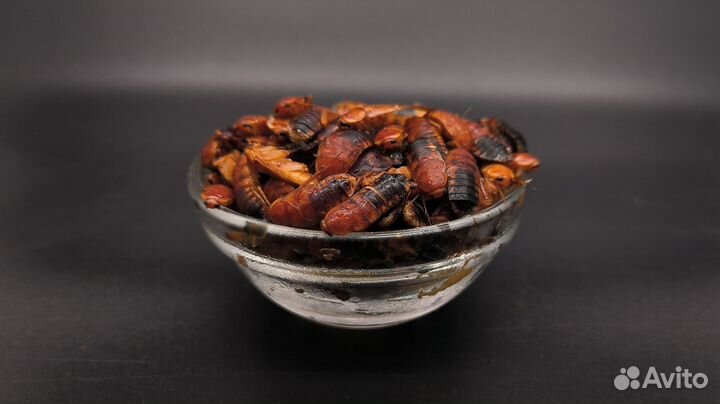 Кормовые насекомые