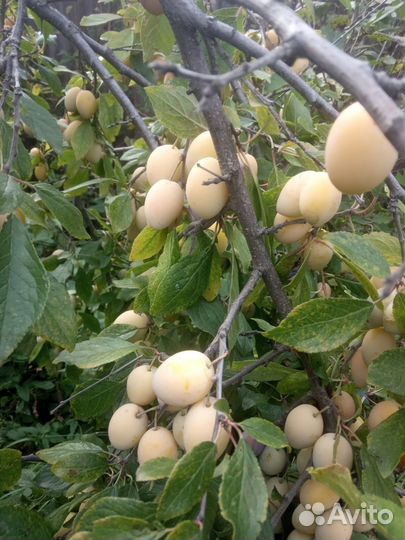 Слива саженцы