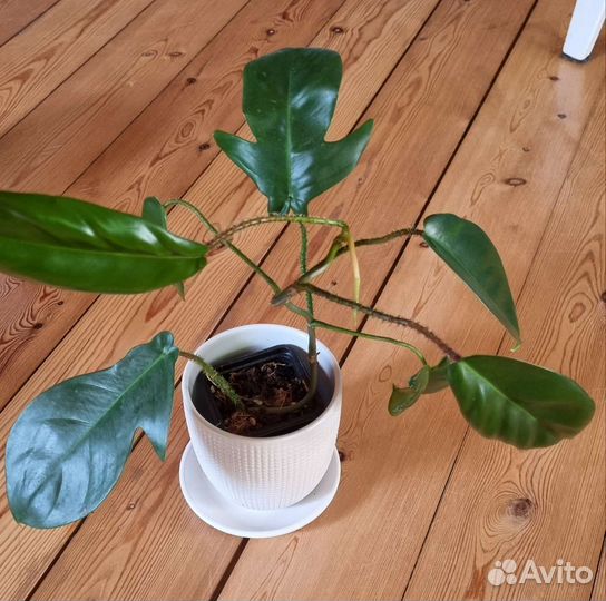 Калатеи Филодендроны